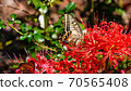 Swallowtail butterfly and Higanbana Swallowtail butterfly and Higanbana 70565408