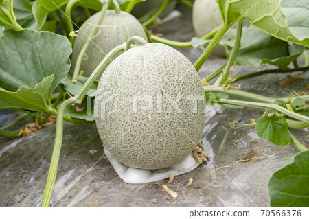 甜瓜田 70566376
