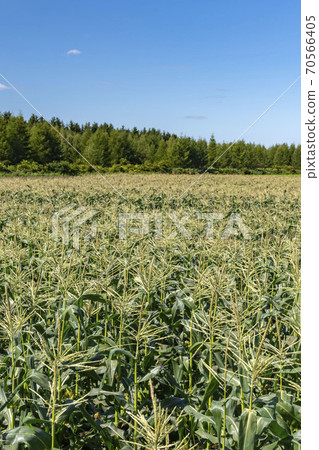 Corn field and blue sky Corn field and blue sky 70566405