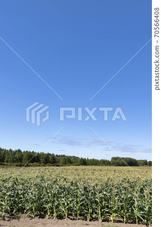玉米田和藍藍的天空 玉米田和藍藍的天空 70566408