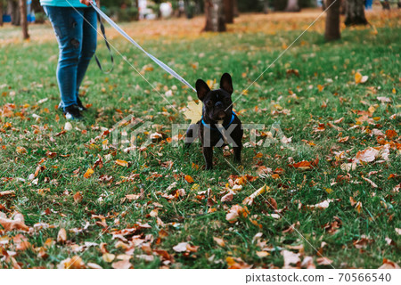 Cute French bulldog outdoors in the Park in autumn 70566540