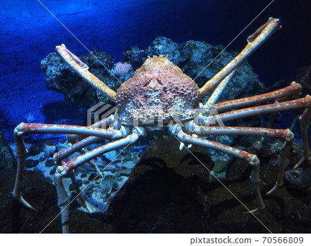 Japanese spider crab seen in the aquarium Japanese spider crab seen in the aquarium 70566809
