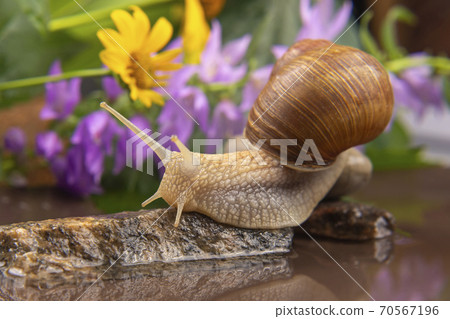 Helix pomatia. snail climbs from stone to stone. Helix pomatia. snail climbs from stone to stone. 70567196