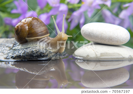 Helix pomatia. snail climbs from stone to stone. mollusc and invertebrate. Helix pomatia. snail climbs from stone to stone. mollusc and invertebrate. 70567197