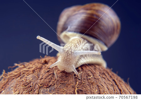 Helix pomatia. grape snail on a coconut on a dark background. mollusc and invertebrate. Helix pomatia. grape snail on a coconut on a dark background. mollusc and invertebrate. 70567198