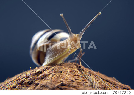 Helix pomatia. grape snail on a coconut on a dark background. mollusc and invertebrate. Helix pomatia. grape snail on a coconut on a dark background. mollusc and invertebrate. 70567200