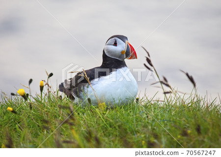 paffin bird sitting on the grass in Iceland. paffin bird sitting on the grass in Iceland. 70567247