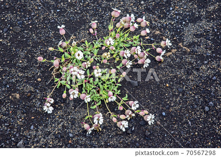 flowers on black volcanic sand in Iceland 70567298