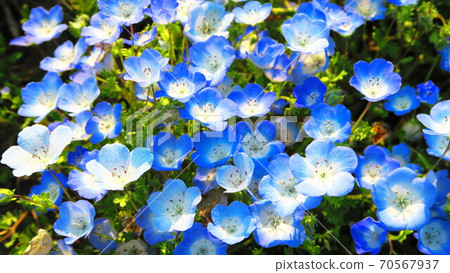 Nemophila徽章藍色鮮花 70567937