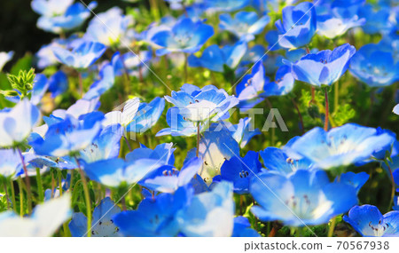 Nemophila徽章藍色鮮花 70567938