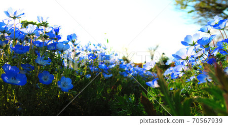 Nemophila徽章藍色鮮花 70567939