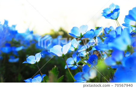 Nemophila徽章藍色鮮花 70567940