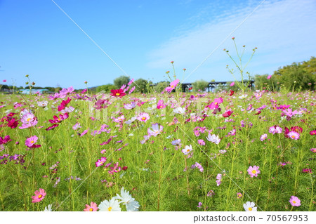 波斯菊花 70567953