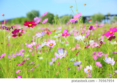 波斯菊花 70567954