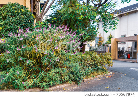 在居住區建造的綠色地帶，東京的環境得天獨厚 70567974