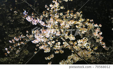 在埼玉縣川口市的Mitsuwa公園的夜櫻花 在埼玉縣川口市的Mitsuwa公園的夜櫻花 70568012