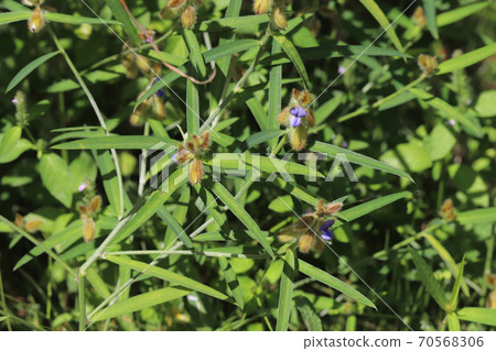 Sea cucumber Sea cucumber 70568306