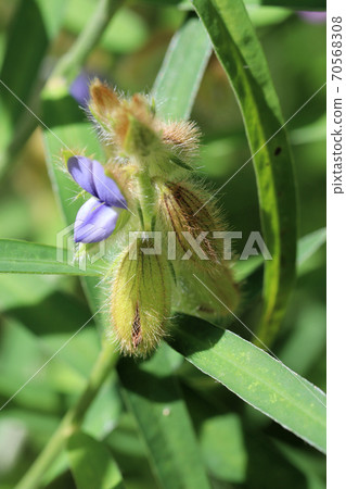 Sea cucumber Sea cucumber 70568308