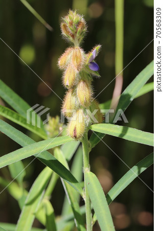 Sea cucumber Sea cucumber 70568309