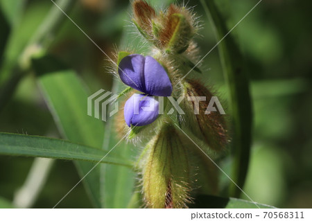 Sea cucumber 70568311