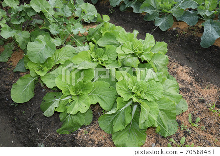 家庭花園中的蔬菜 70568431