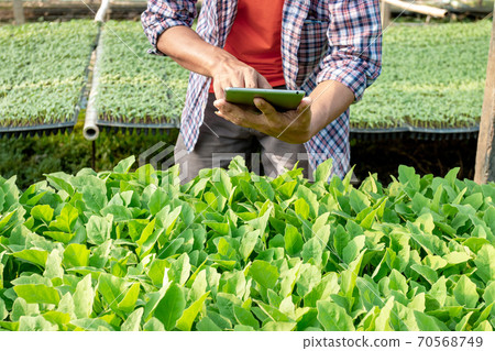 Smart farmers use tablet to analyze small seedlings In the planting tray.for food purposes and garden decorations 70568749