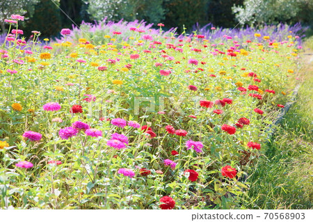 百日草花 70568903