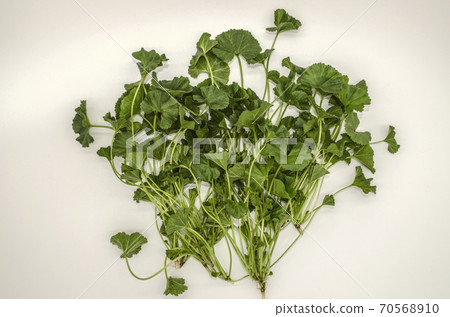 Tender zigzag leaves on stems, early spring undersized grass Malva Armenian is used in food and medicine 70568910