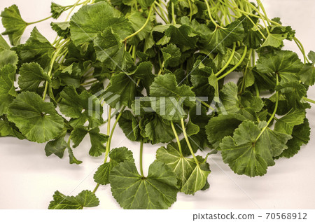 Mallow Armenian the first spring leaves with stems of low-growing herbs used in food Mallow Armenian the first spring leaves with stems of low-growing herbs used in food 70568912