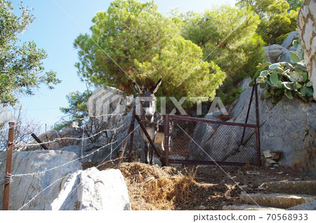 Donkey as a carrier on the island of Hydra, Greece 70568933