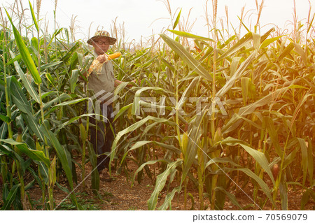 The Asian elder Farmers male examining corn on the cob in field. Adult Asian male agronomist is working in cultivated maize field. The Asian elder Farmers male examining corn on the cob in field. Adult Asian male agronomist is working in cultivated maize field. 70569079
