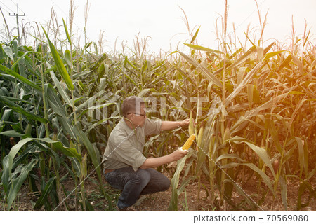 The Asian elder Farmers male examining corn on the cob in field. Adult Asian male agronomist is working in cultivated maize field. The Asian elder Farmers male examining corn on the cob in field. Adult Asian male agronomist is working in cultivated maize field. 70569080