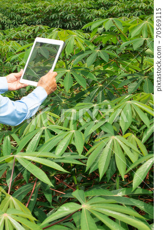 Focused on the hands of the farmers using a tablet with the display of photos of the cassava fields for further analysis in the lab. 70569115