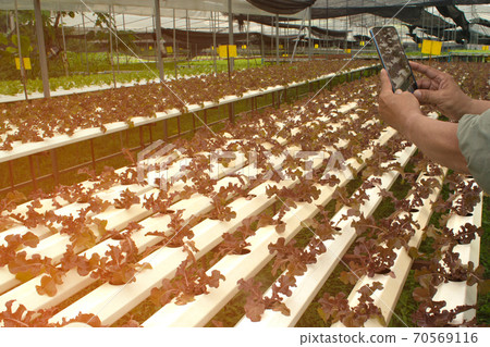 Focus on the hands of farmers men who use a mobile phone taking pictures of organic plants For further analysis in the laboratory. 70569116