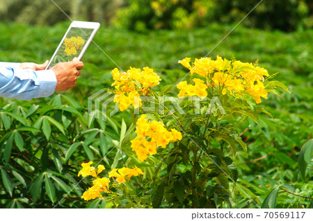 Focus on the hand of the farmers man using the tablet with the display Yellow flower photography for further analysis in the laboratory. Focus on the hand of the farmers man using the tablet with the display Yellow flower photography for further analysis in the laboratory. 70569117