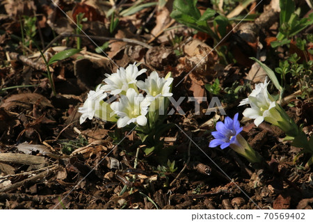 Rare white gentian Rare white gentian 70569402
