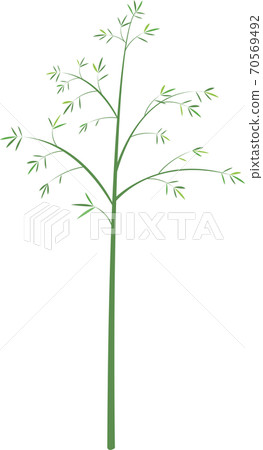 bamboo	 70569492