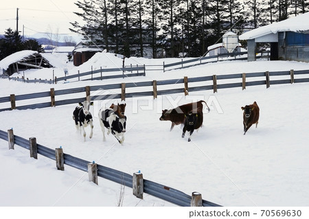 Hokkaido farm cattle Hokkaido farm cattle 70569630