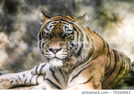 [Tigers in the lying Tama Zoological Park] 70569861