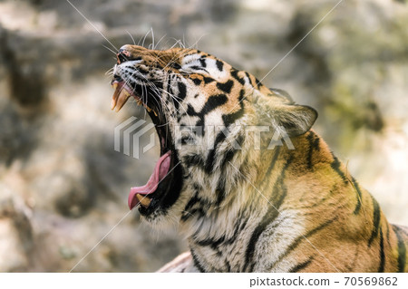 [Tiger yawning at Tama Zoological Park] 70569862