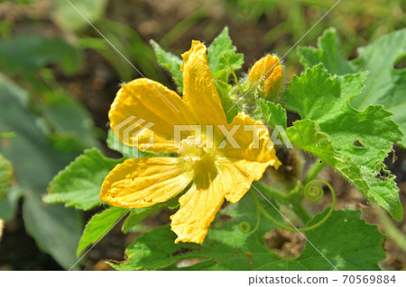 Plant: Tougan Cucurbitaceae 70569884