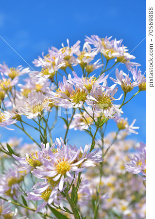 Plant Zion Asteraceae 70569888