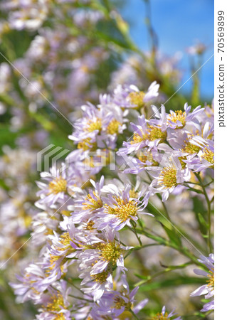 Plant Zion Asteraceae 70569899