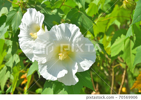 Trees · Sweetfish 70569906