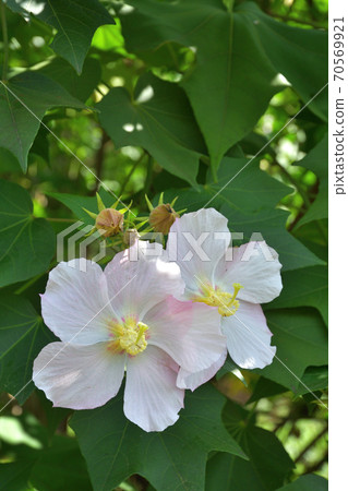 Tree / Sakishimafuyo Malvaceae 70569921
