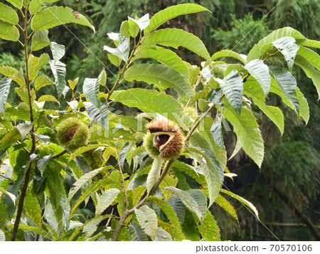 Chestnut tree with big fruits Chestnut tree with big fruits 70570106
