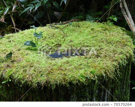 Moss growing on a tree stump Moss growing on a tree stump 70570264