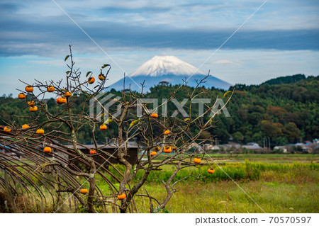 [Kannami Town, Shizuoka Prefecture] The remaining persimmons in the Tanna Basin, Mt. Fuji 70570597