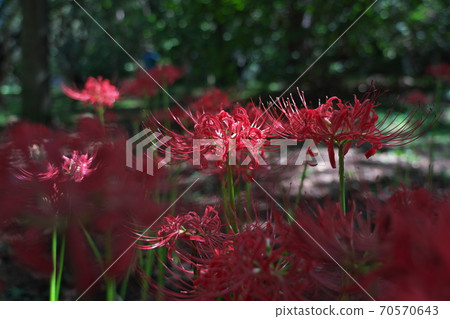 The cluster amaryllis blooming in the shade of the park was beautiful in the light of the sun. Late September 70570643