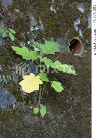 a nature of landscape of plants at hong kong a nature of landscape of plants at hong kong 70570809
